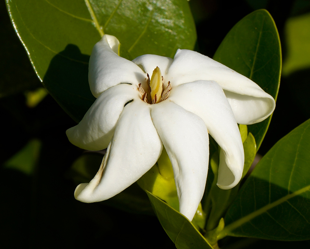 Gardenia taitensis Creamy White Bloom A creamy Gardenia taitensis bloom with thick white petals curving outward from a light tan center, surrounded by vibrant green foliage