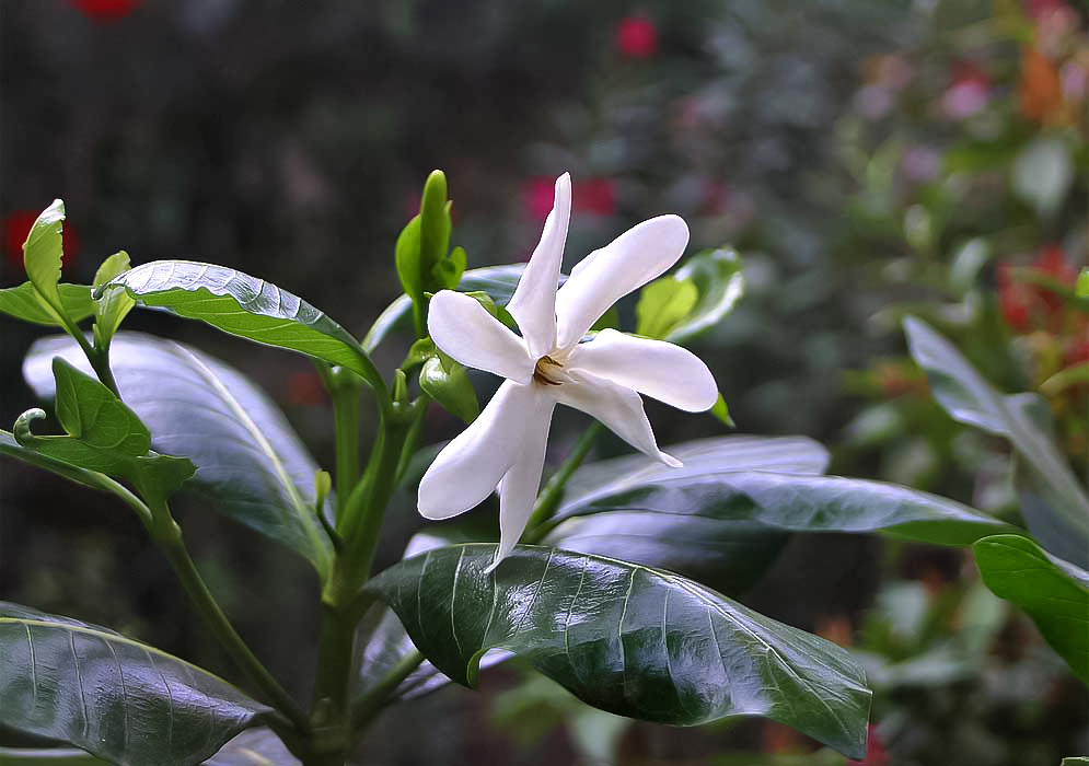 A white flower and glossy leaves of a Gardenia taitensis
