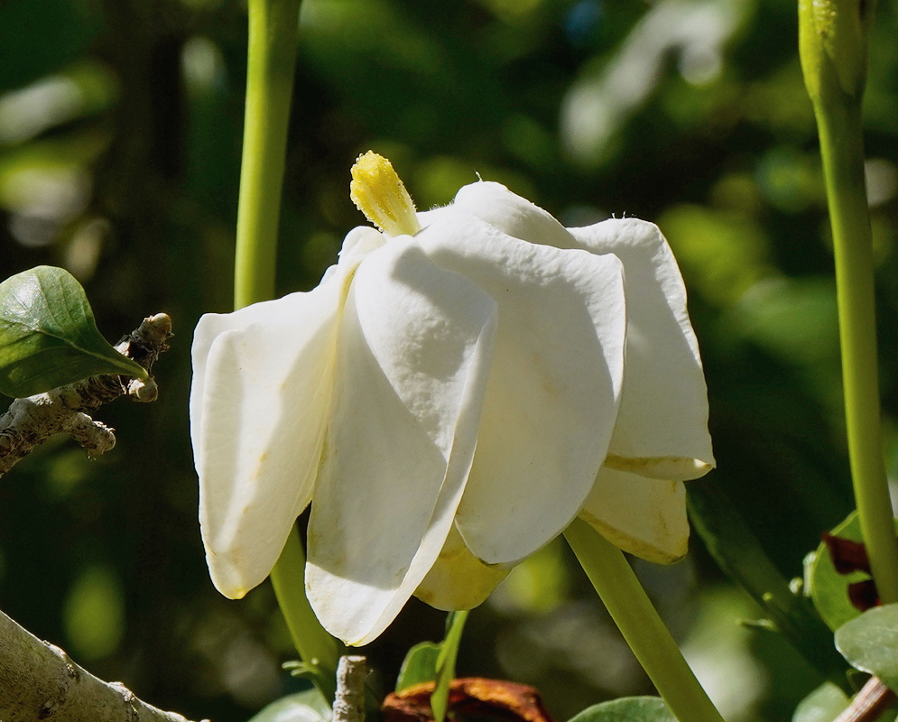Gardenia volkensii has a pendant white flower with broad folded lobes below glossy spoon-shaped green leaves