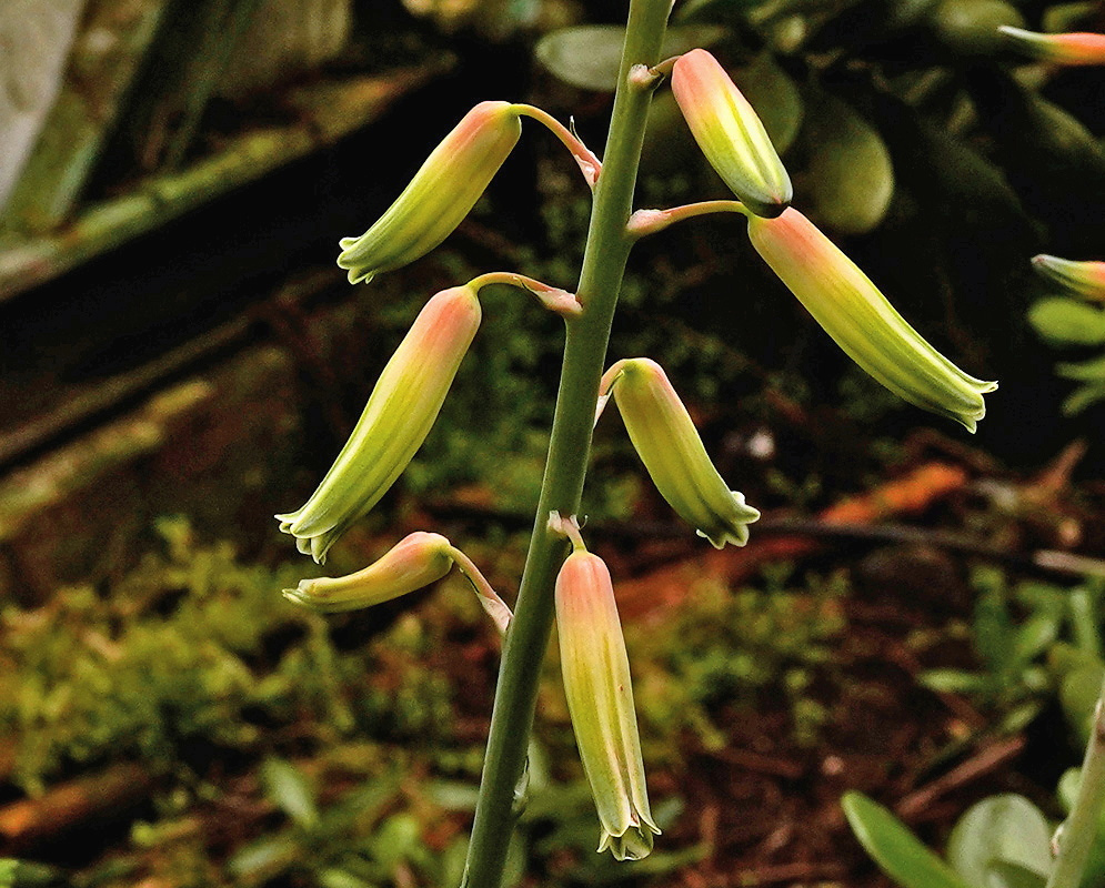 Hanging green Gasteraloe beguinii flowers have pink tips and reddish stalks