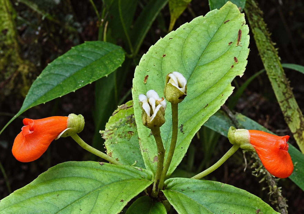 Gasteranthus pansamalanus has two orange pouch-shaped flowers on slender stalks beside broad hairy green leaves