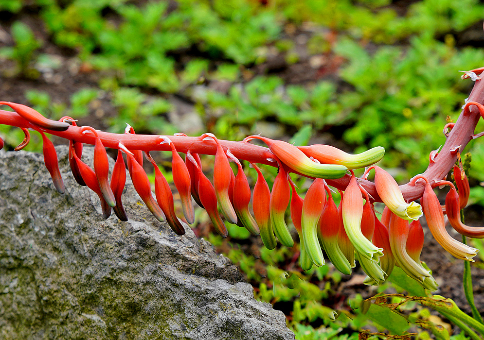 Gasteria acinacifolia inflorescence with green and orange flowers