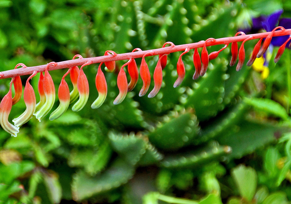 A red Gasteria acinacifolia inflorescence with orange-red and green flowers 