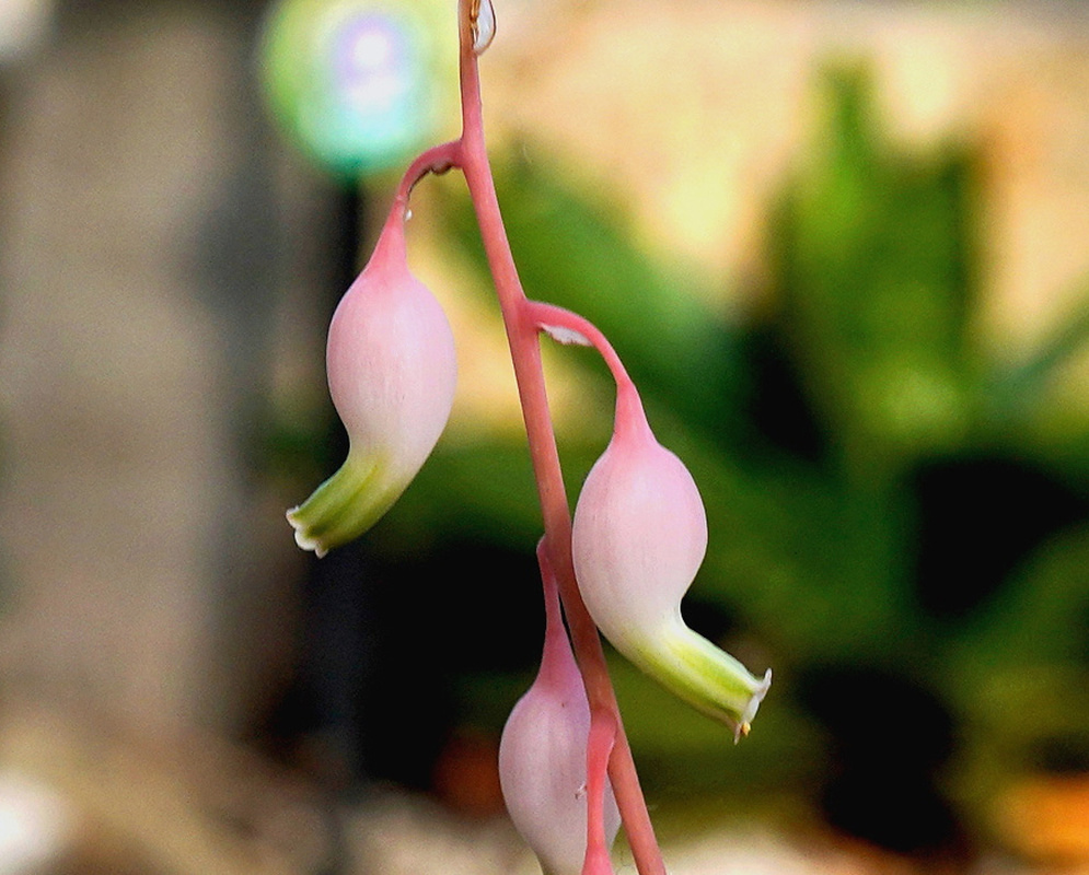 Gasteria bicolor has several pendant flowers with rounded pink bases and short curved green-tipped tubes on a pink stalk