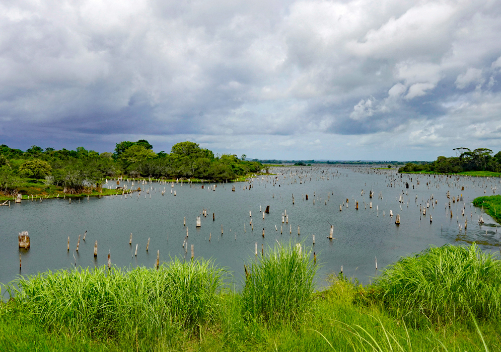 Gatun Lake With Submerged Trees A wide view of Gatun Lake with submerged tree stumps rising from the calm water, surrounded by dense tropical vegetation under a cloudy sky