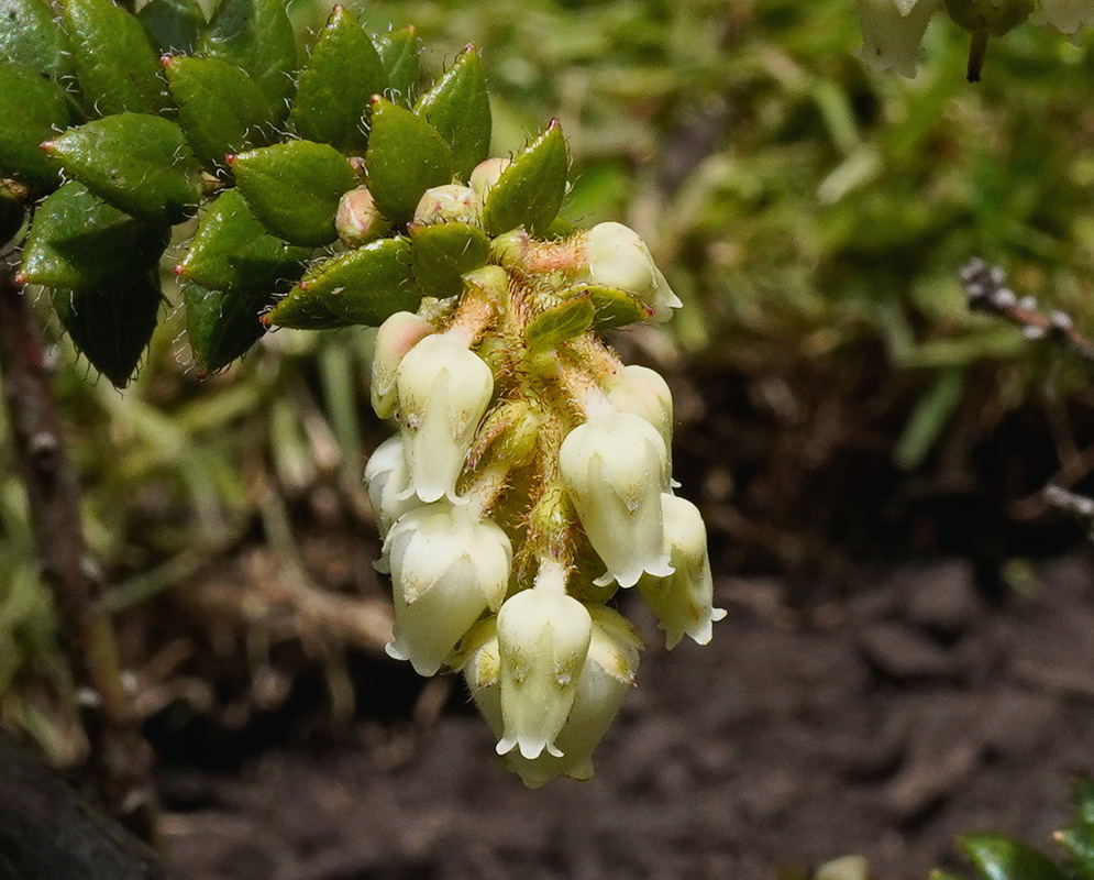 Gaultheria anastomosans has a cluster of creamy white urn-shaped flowers among small glossy toothed leaves