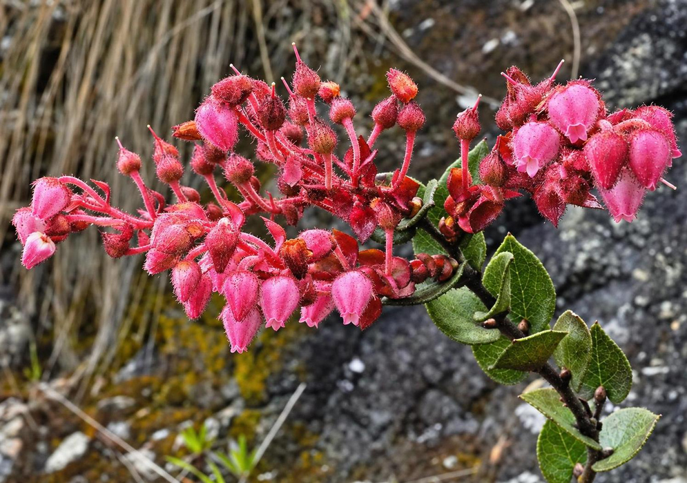 Gaultheria erecta Drooping Pink Bell Flower Clusters Gaultheria erecta carries many drooping pink bell shaped flowers above a rocky bank