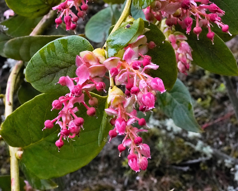 Gaultheria erecta plant habit and foliage