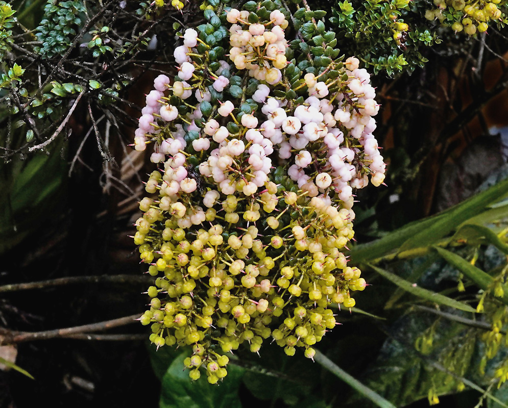 Pale pink Gaultheria foliolosa buds and cream bell-shaped flowers hang in a dense cluster