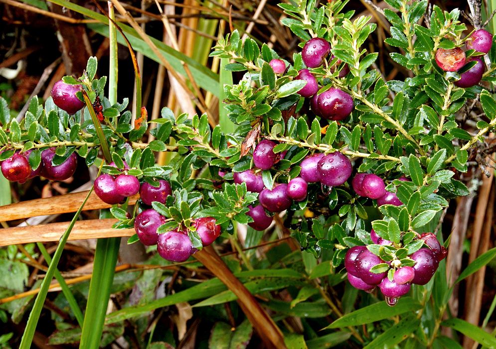 Plum-colored Gaultheria myrsinoides fruits covered in raindrops