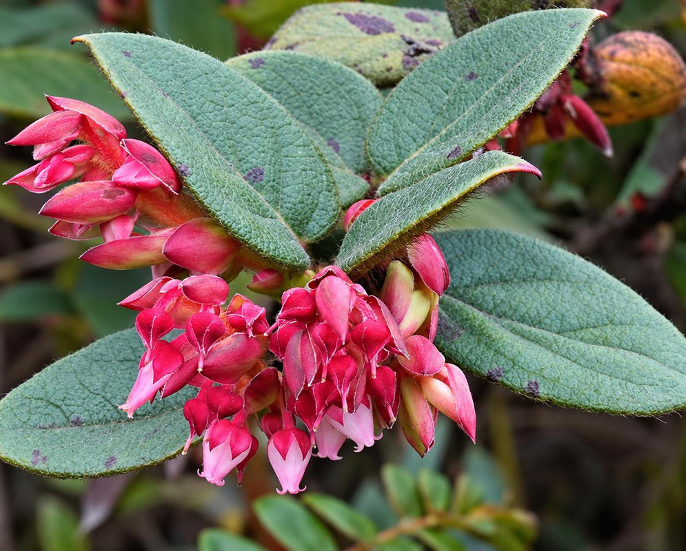 Gaultheria sclerophylla has clusters of bright red urn-shaped flowers beneath hairy green leaves with raised veins