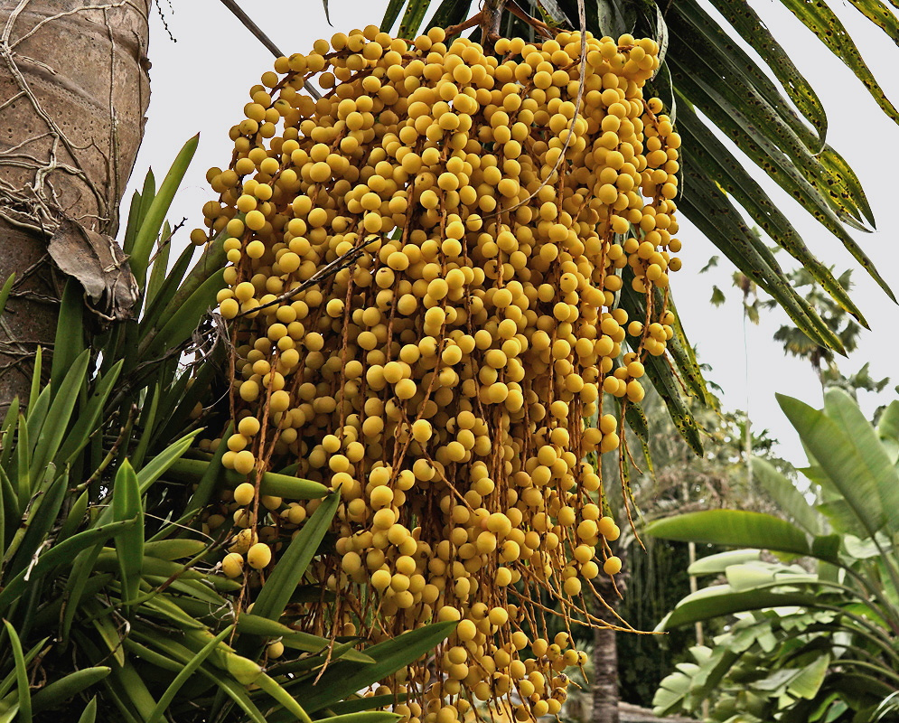 A large hanging cluster of yellow Gaussia gomez-pompae fruits grows beside a palm trunk