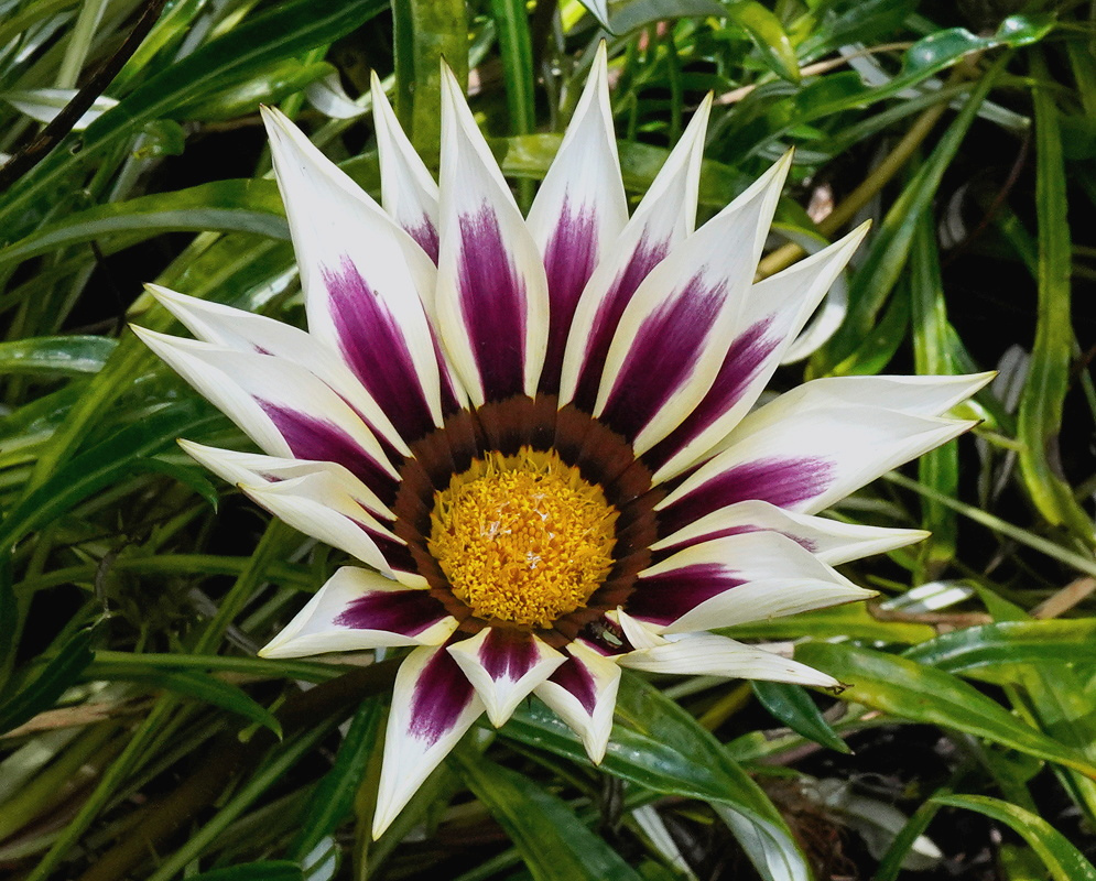 White Gazania × hybrida rays surround a maroon-brown inner ring and golden central disc