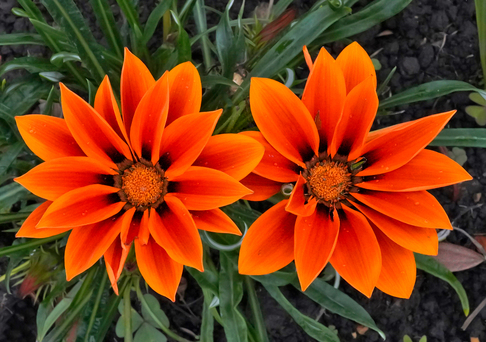 Tuft of shiny green Gazania-×-splendens leaves with showy orange-yellow flowers with brown stripped petals and black marked base