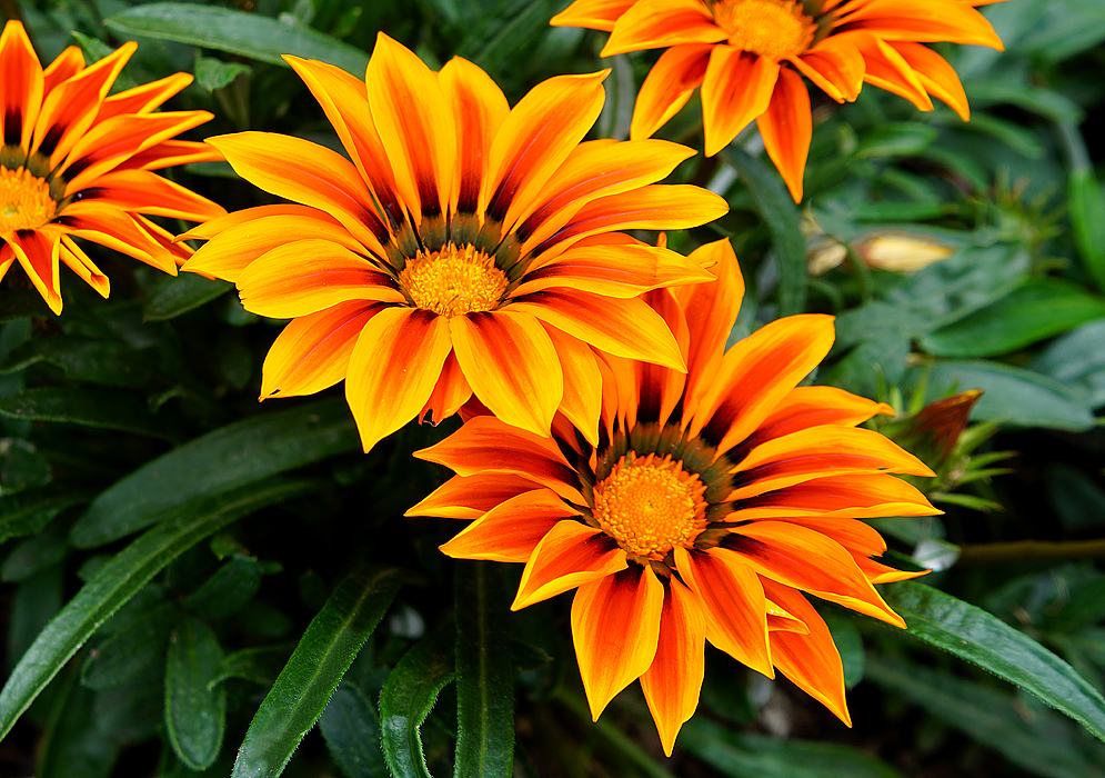 Two orange Gazania-x-splendens flowers with yellow petal borders