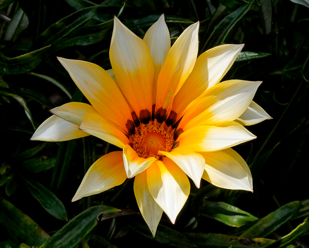 Two Yellow Gazania-×-splendens flowers