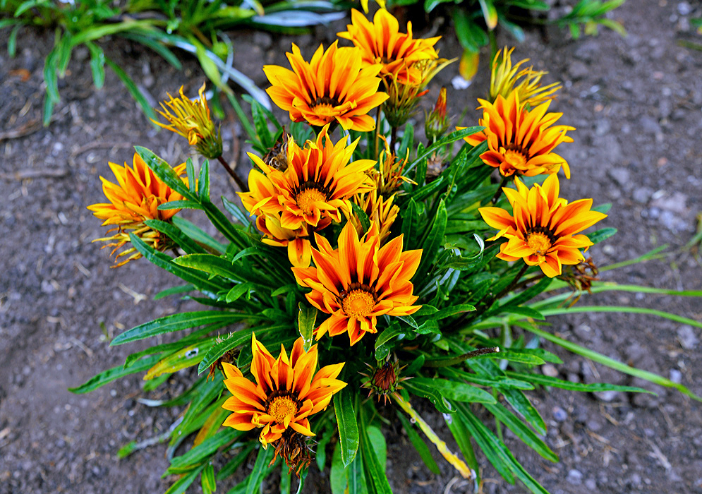 Tuft of shiny green Gazania-×-splendens leaves with showy orange-yellow flowers with brown stripped petals and black marked base