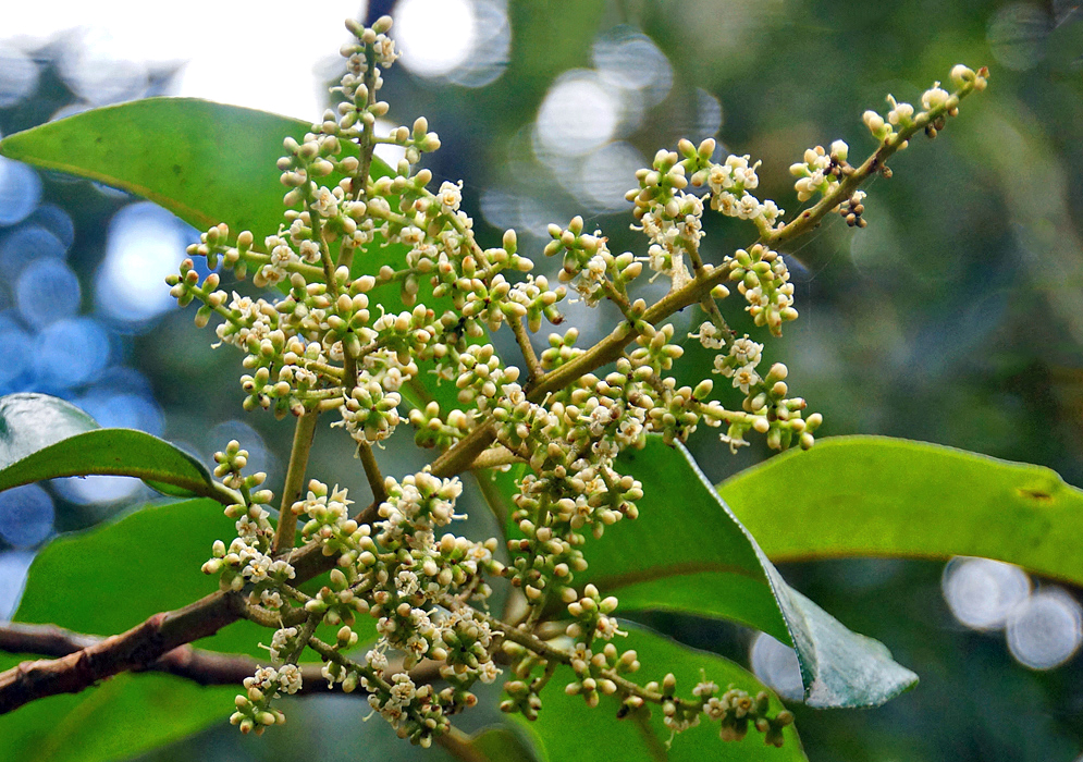 Geissanthus bogotensis Inflorescence with white flowers and flower buds and green sepals
