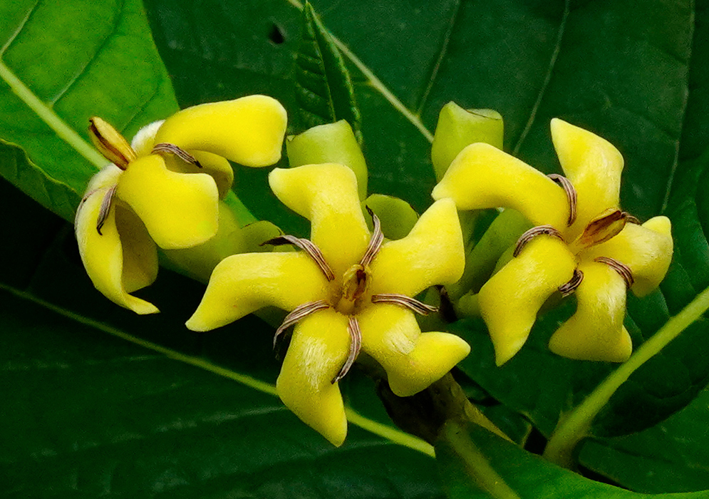 hree fully opened yellow Genipa americana flowers with distinctively curled brown stamens centered on a dark green leafy backdrop