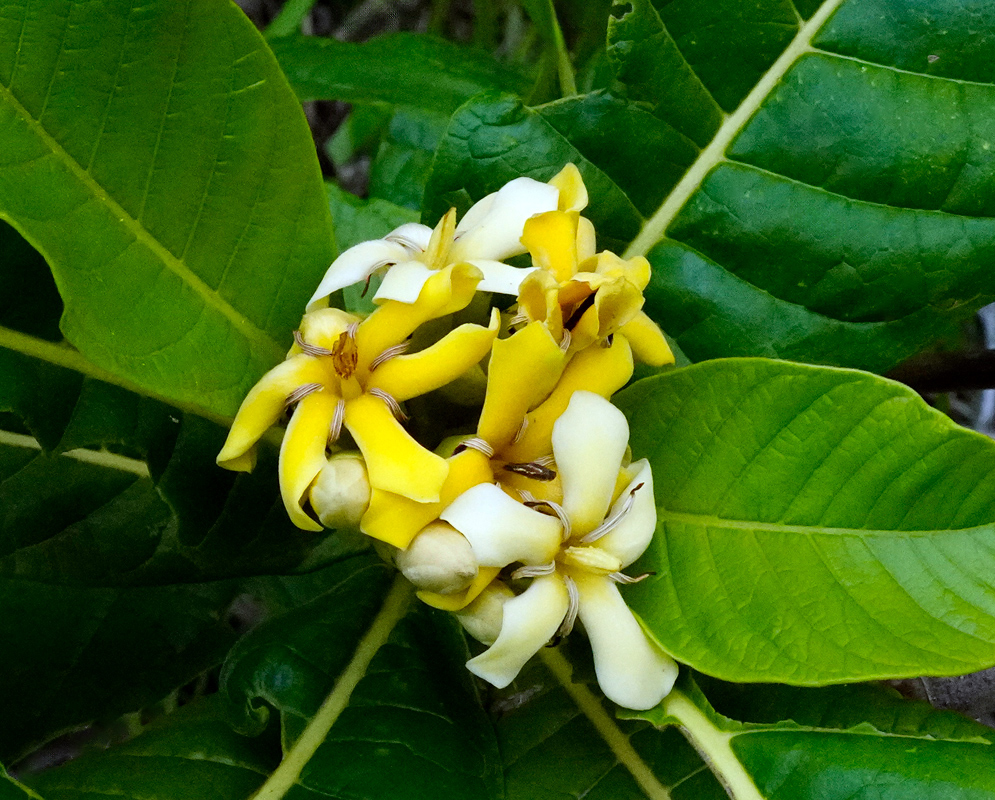 A mixed cluster of Genipa americana flowers in both creamy white and golden yellow stages, surrounded by thick ribbed green foliage
