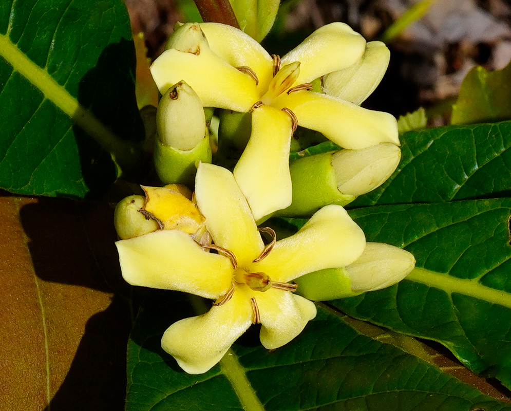 A tight cluster of golden-yellow Genipa americana flowers with waxy, slightly twisted petals and curled brown anthers, set against smooth, deep green leaves