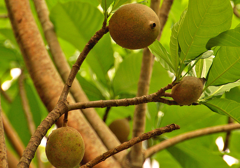 Greenish brown Genipa americana fruit on the tree