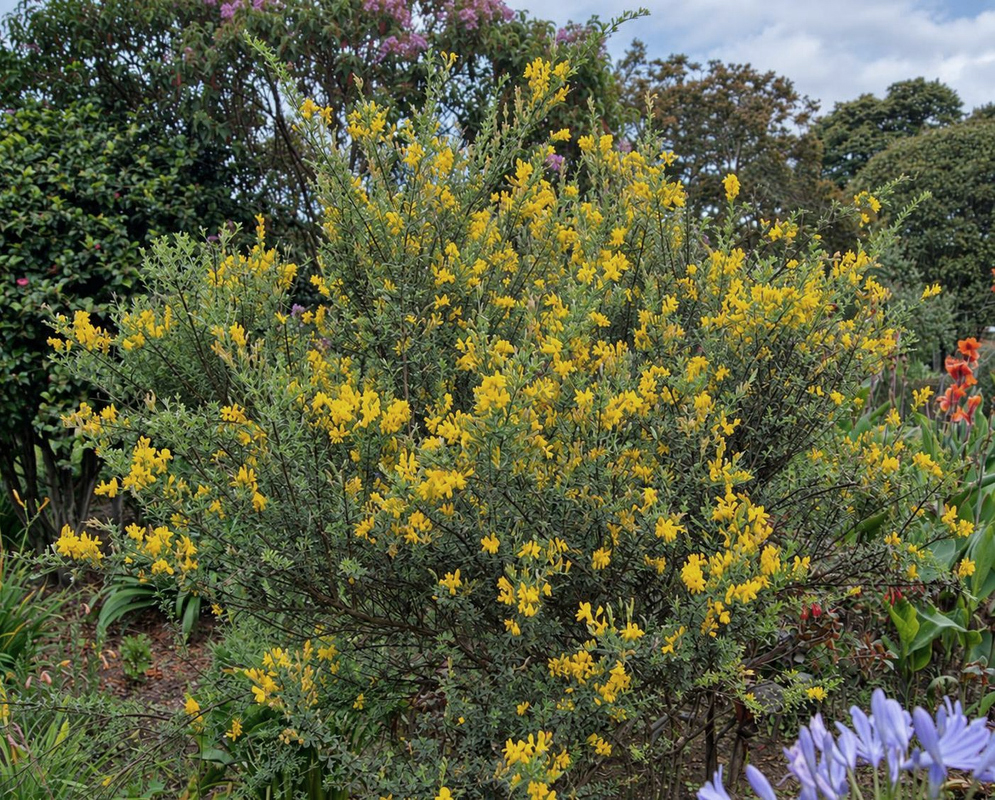 Genista monspessulana forms a branching shrub covered with small yellow flower clusters above surrounding garden plants