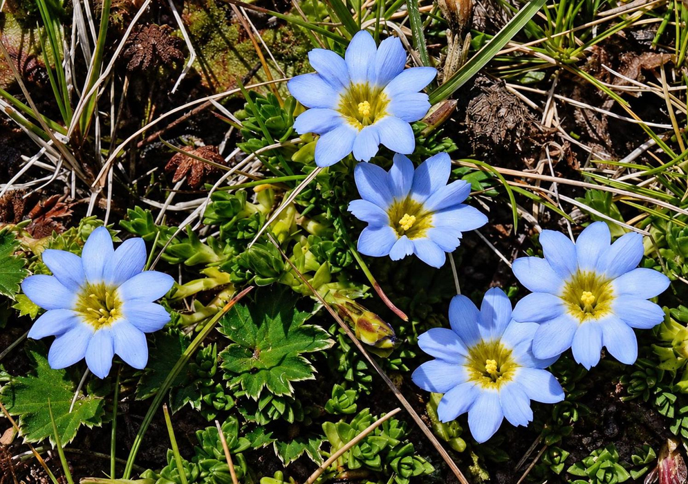Gentiana sedifolia has several small pale blue flowers with yellow centers close to the ground among narrow leaves