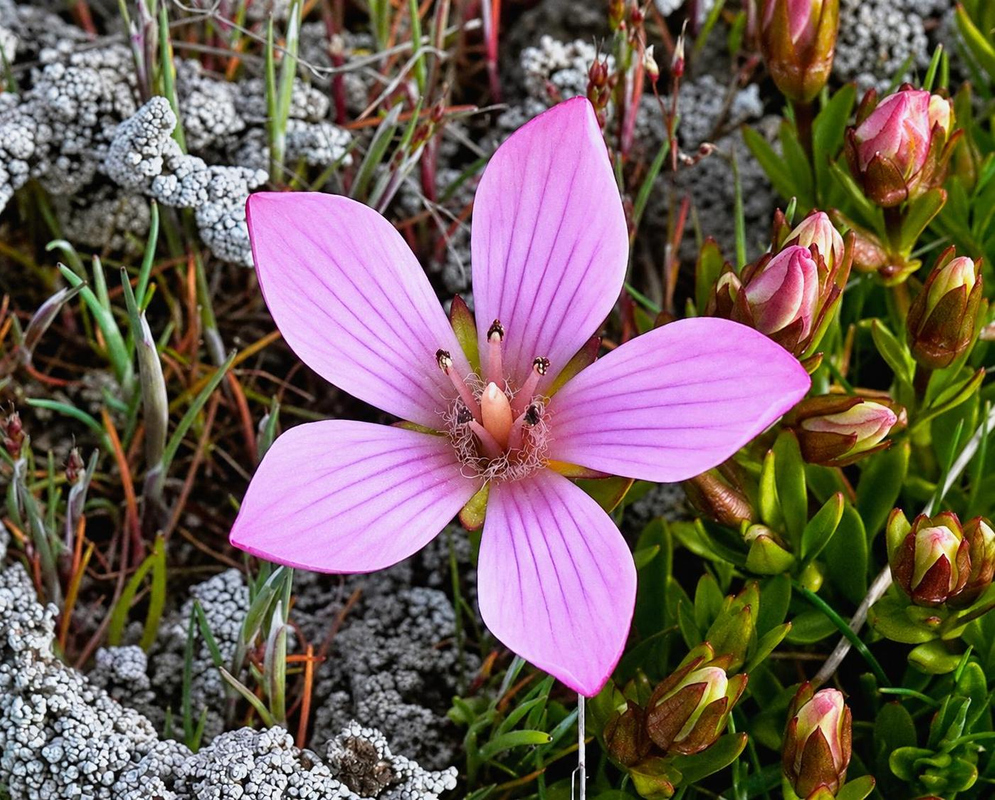 Gentianella cerastioides has a broad pink flower with five veined lobes beside upright buds among low mountain plants