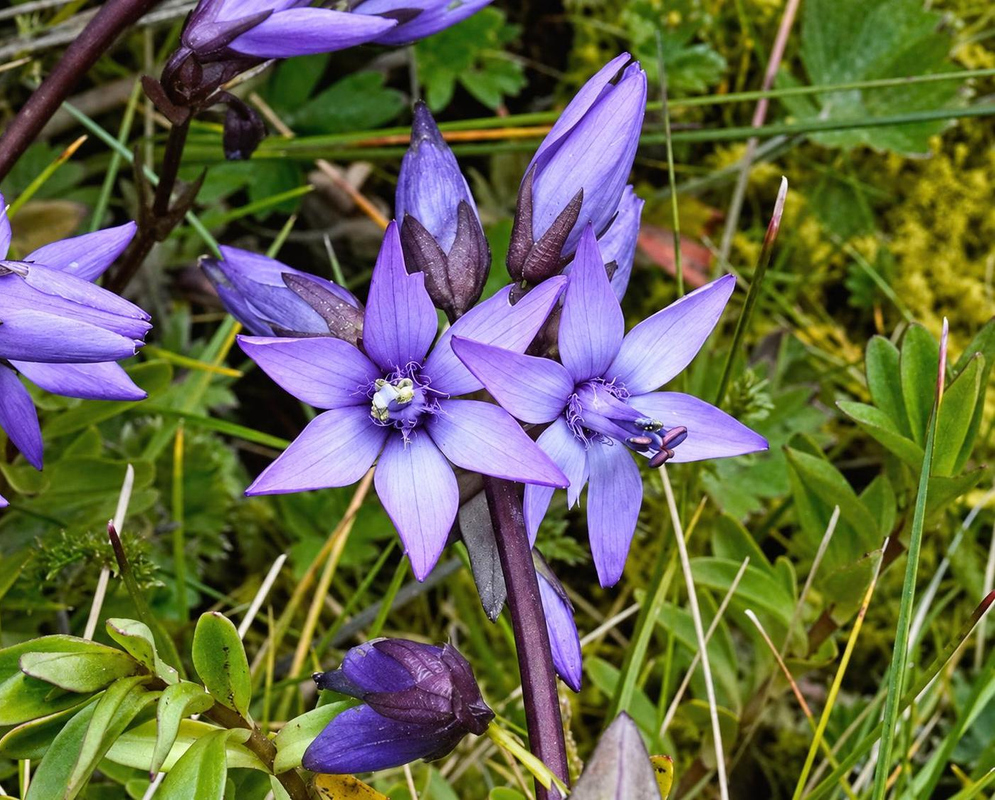 Gentianella rapunculoides has a group of violet flowers with pointed spreading lobes beside narrow buds and green leaves