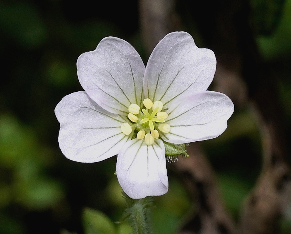 Geranium diffusum has a white five-petaled flower with fine gray veins and pale yellow anthers