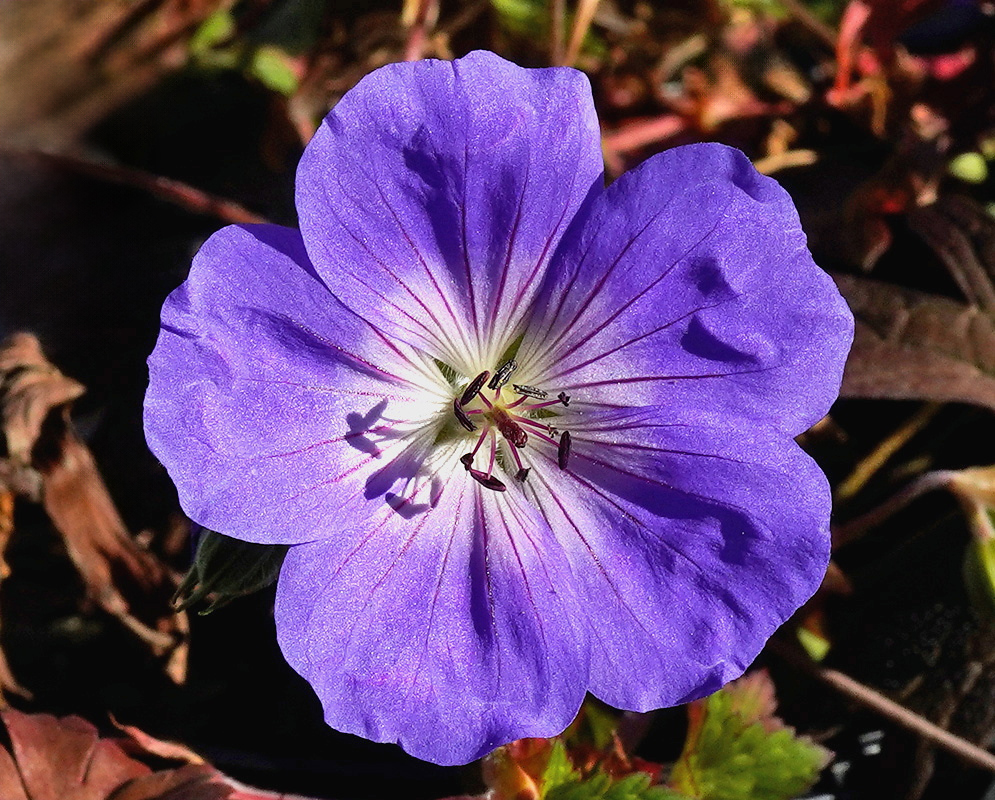 Geranium Rozanne has a violet-blue five-petaled flower with dark veins and a pale center above lobed green leaves