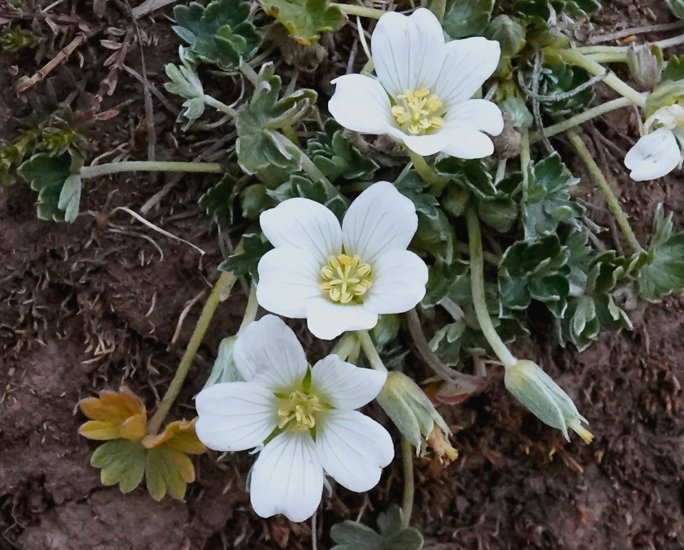 Geranium sessiliflorum bears white five-petaled flowers close to a low clump of silvery hairy lobed leaves