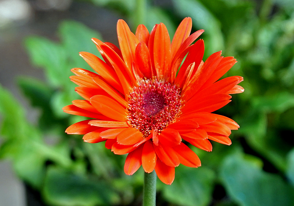Gerbera jamesonii orange flower in sunlight
