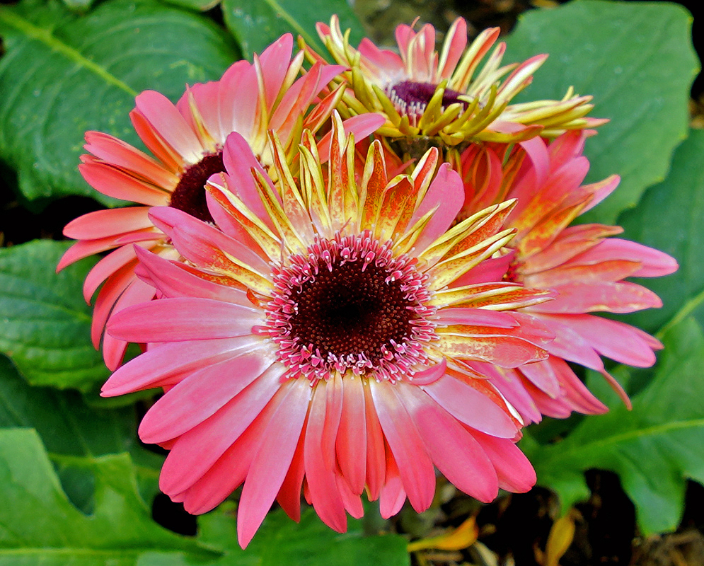 Gerbera jamesonii pink flower with a touch of yellow