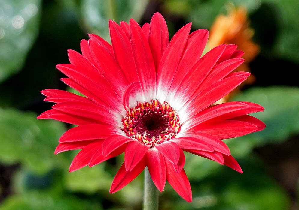 Gerbera jamesonii red flower  with white around the disk in sunlight