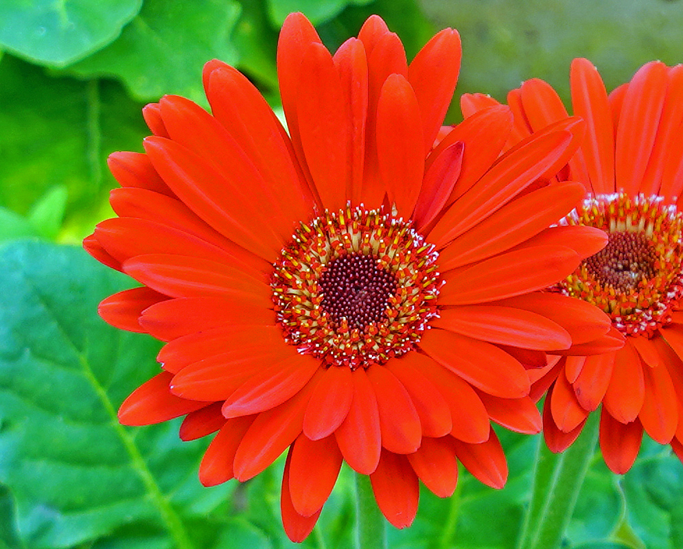 Gerbera jamesonii bright red flower