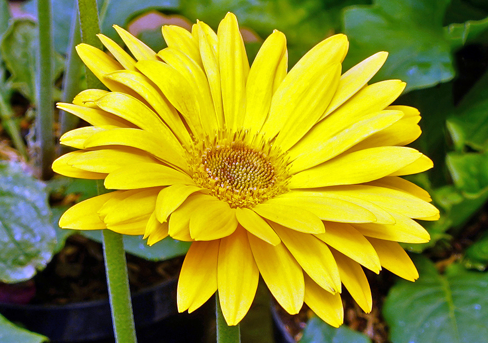 Gerbera jamesonii yellow flower 