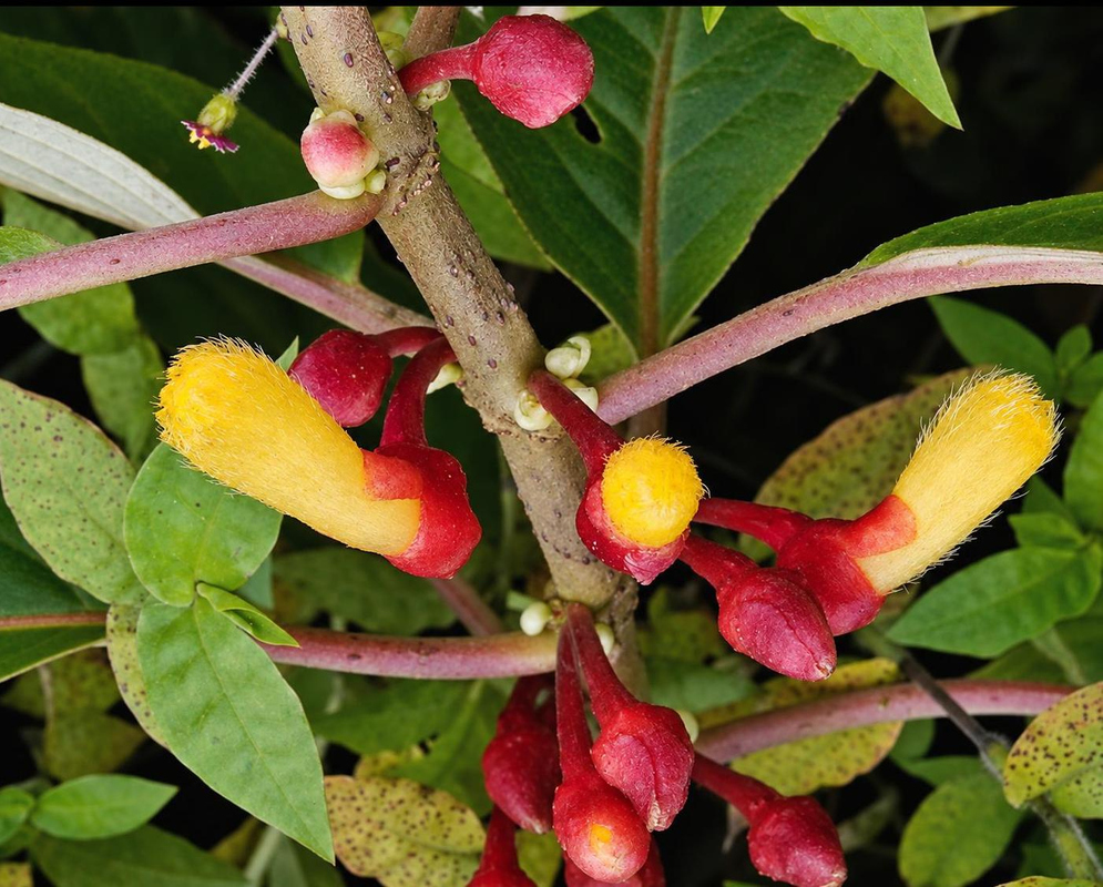 Yellow hairy Drymonia flowers emerge from red calyces beside opposite pairs of leaves