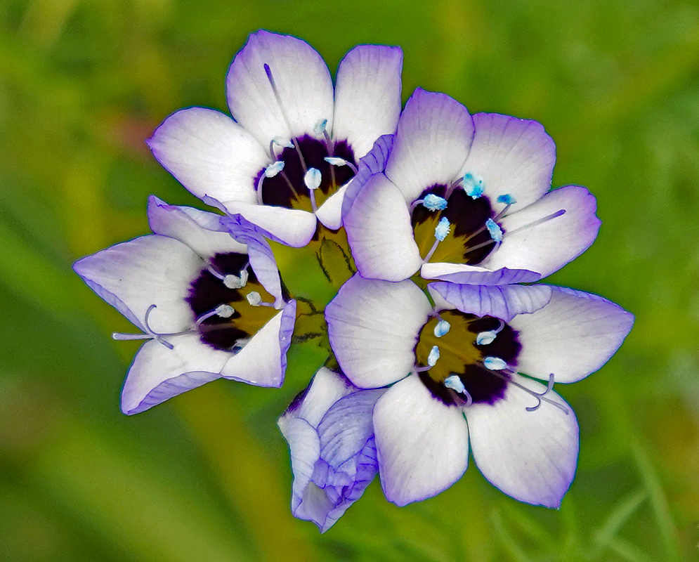 Purple and blue Gilia tricolor flowers