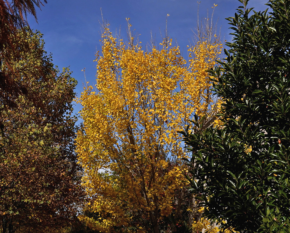 Ginkgo biloba has a tall open crown of bright yellow autumn leaves above surrounding dark green trees beneath a blue sky