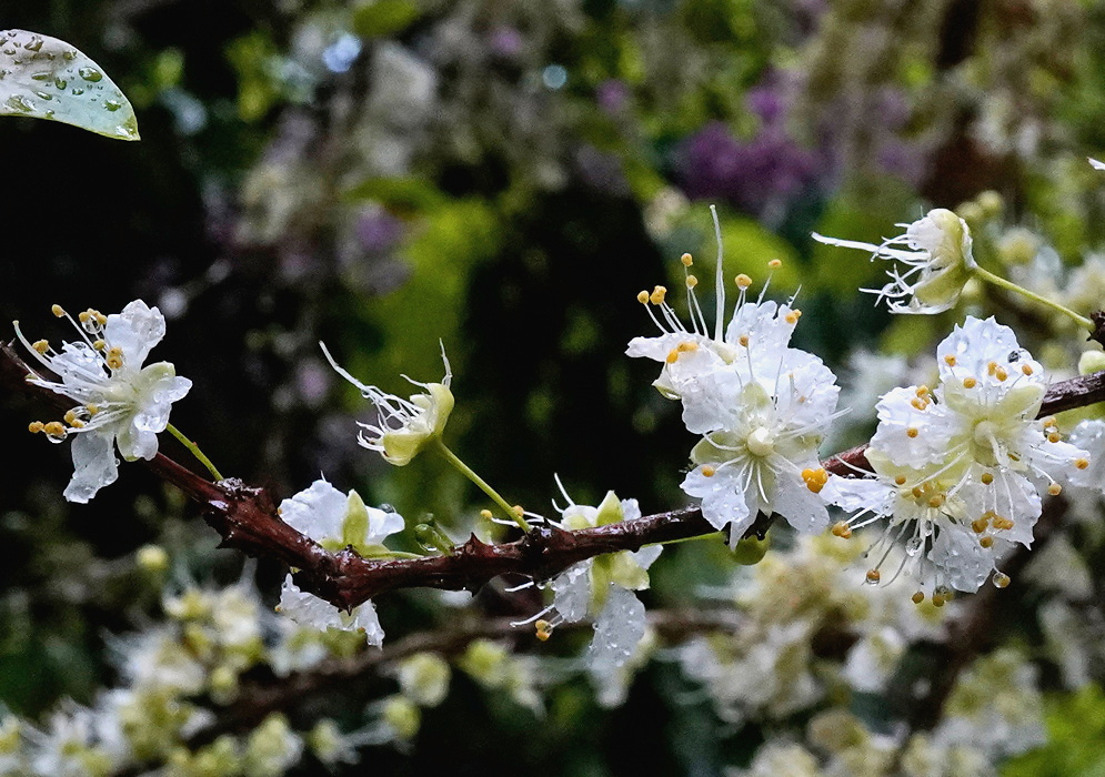 Ginoria rohrii bears small white flowers with numerous protruding stamens along a slender woody branch