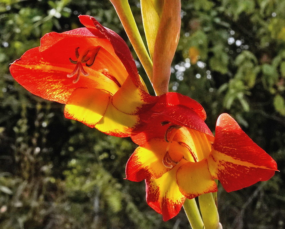 Gladiolus dalenii has orange-red hooded flowers with bright yellow throats along an upright spike beside narrow green leaves