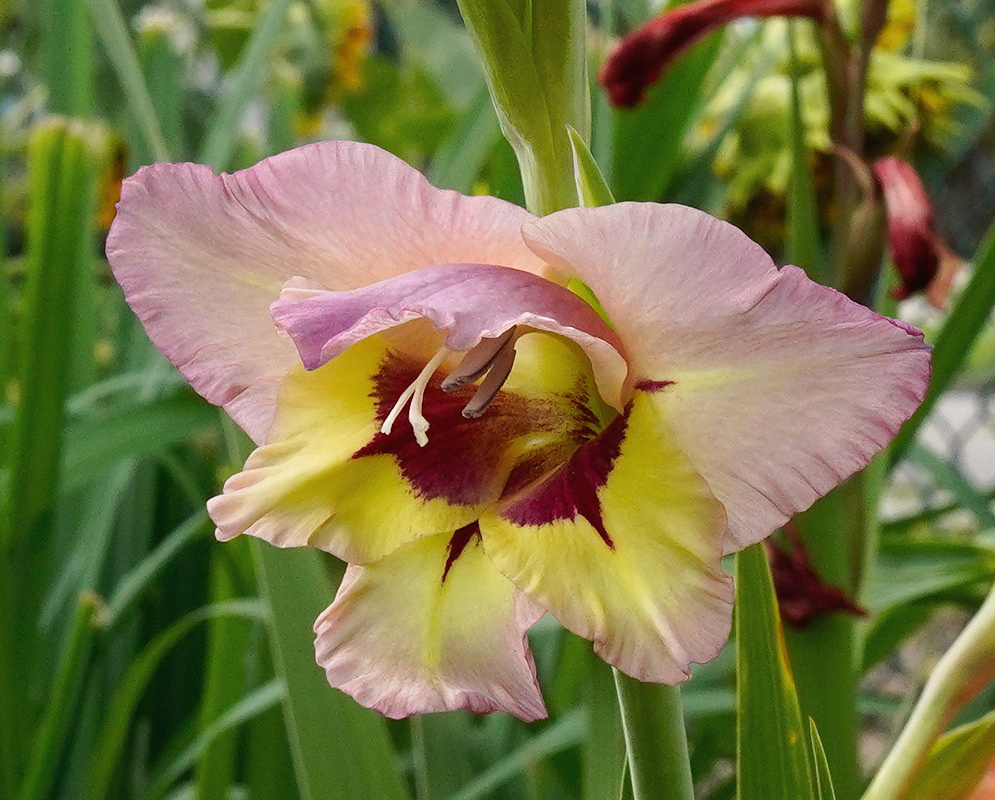 Gladiolus × hortulanus has a large ruffled pale pink flower with a creamy yellow throat and dark burgundy markings