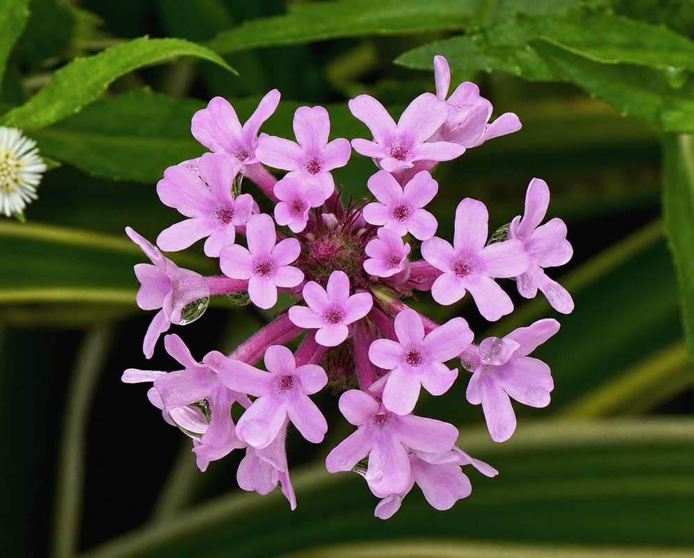 Glandularia bipinnatifida bears a rounded cluster of pale lavender five-lobed flowers above green foliage