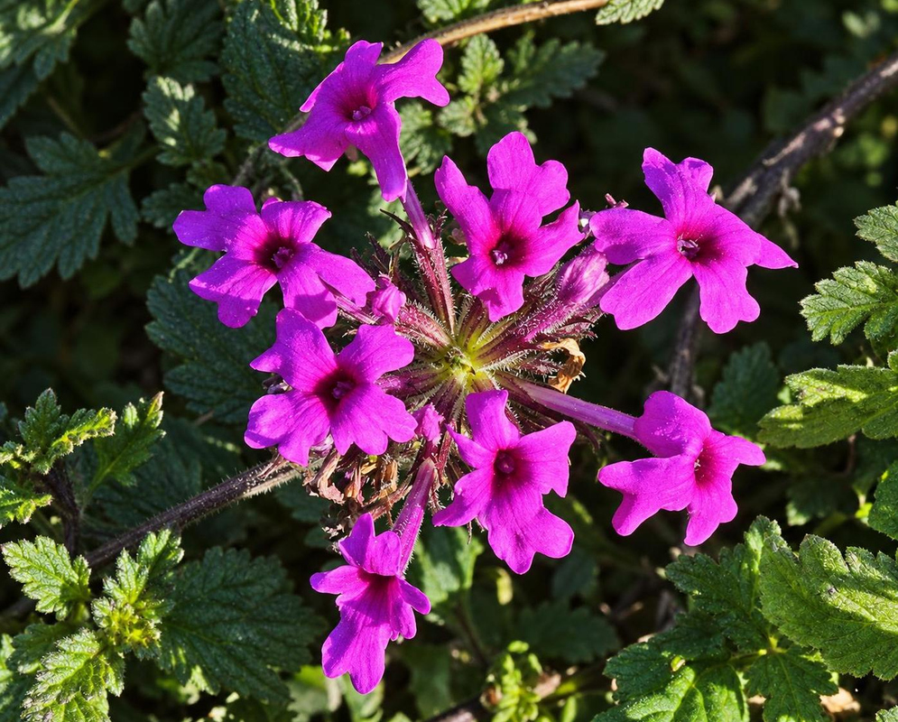 Glandularia canadensis has vivid magenta five-lobed flowers clustered above deeply lobed green leaves