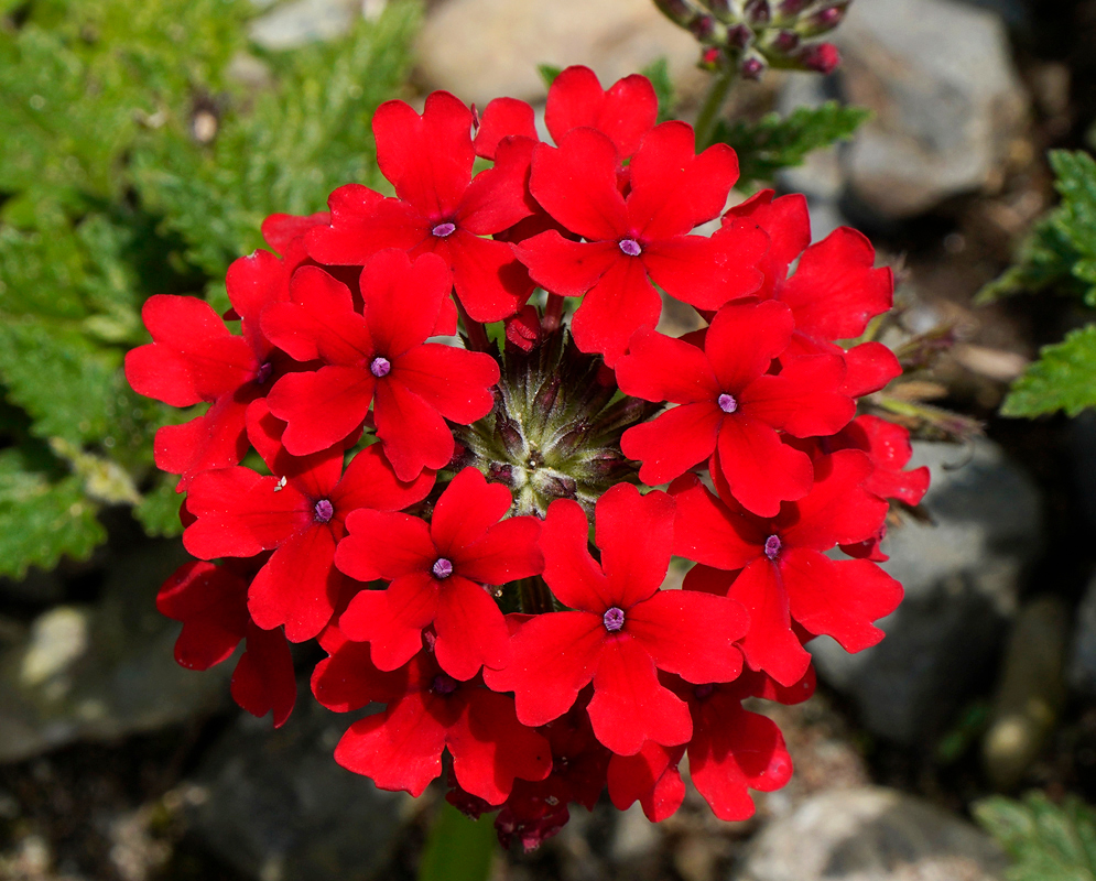 A Glandularia × hybrida cluster with red flowers 