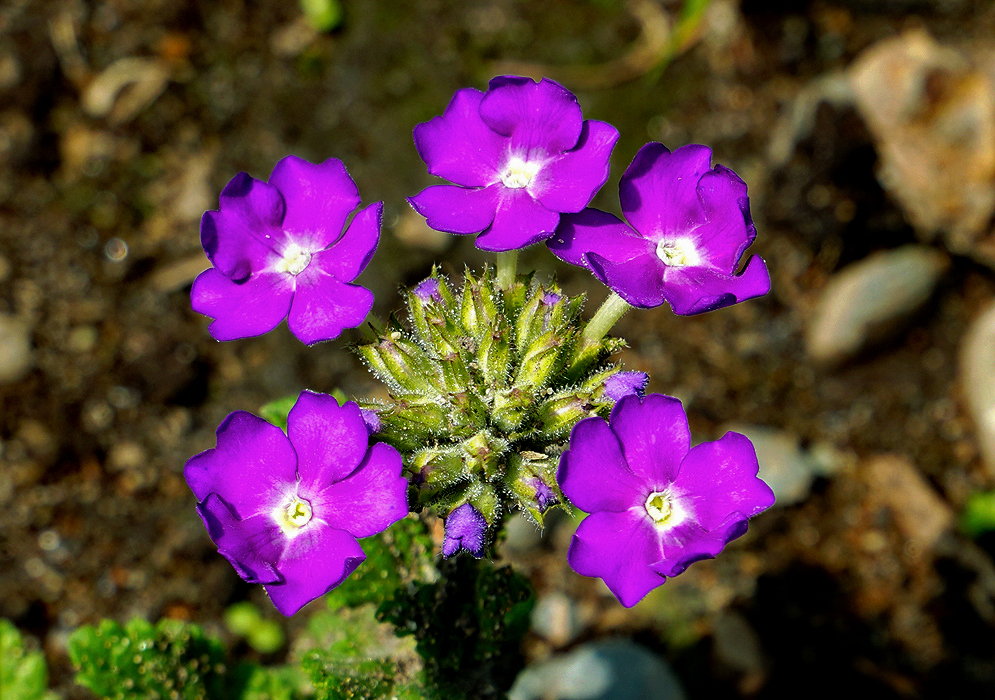 A cluster of purple Glandularia × hybrida flowers in sunlight