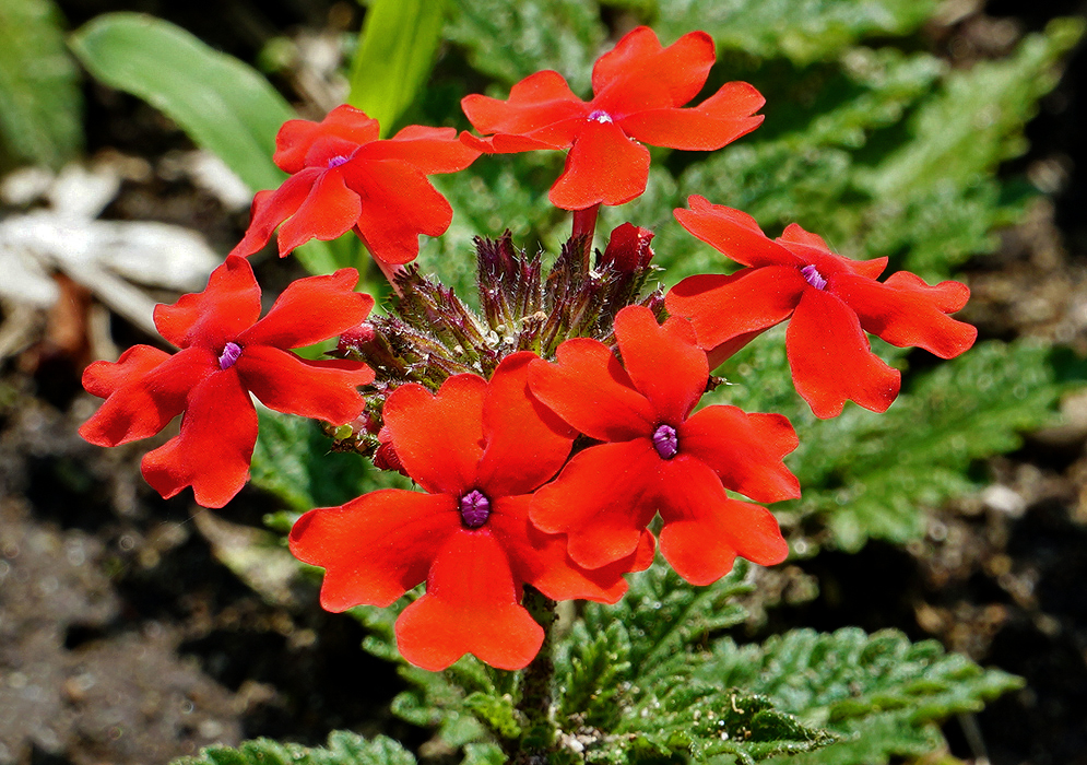 A cluster of red Glandularia × hybrida flowers in sunlight