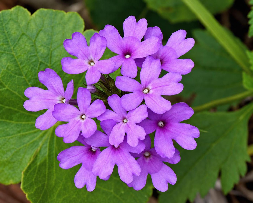 Glandularia tampensis bears a dense cluster of violet five-lobed flowers above broad toothed green leaves